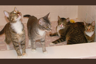 flathousegangformatted